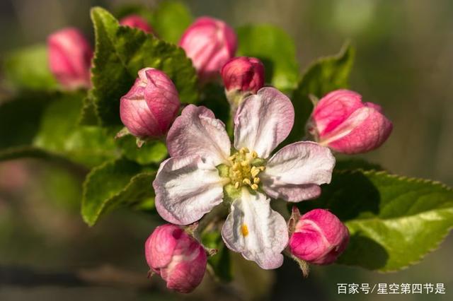 十二星座物语：4月份以后，柳暗花明，前任变真爱，爱情重新来过的4大星座