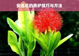 安逸花的养护技巧与方法