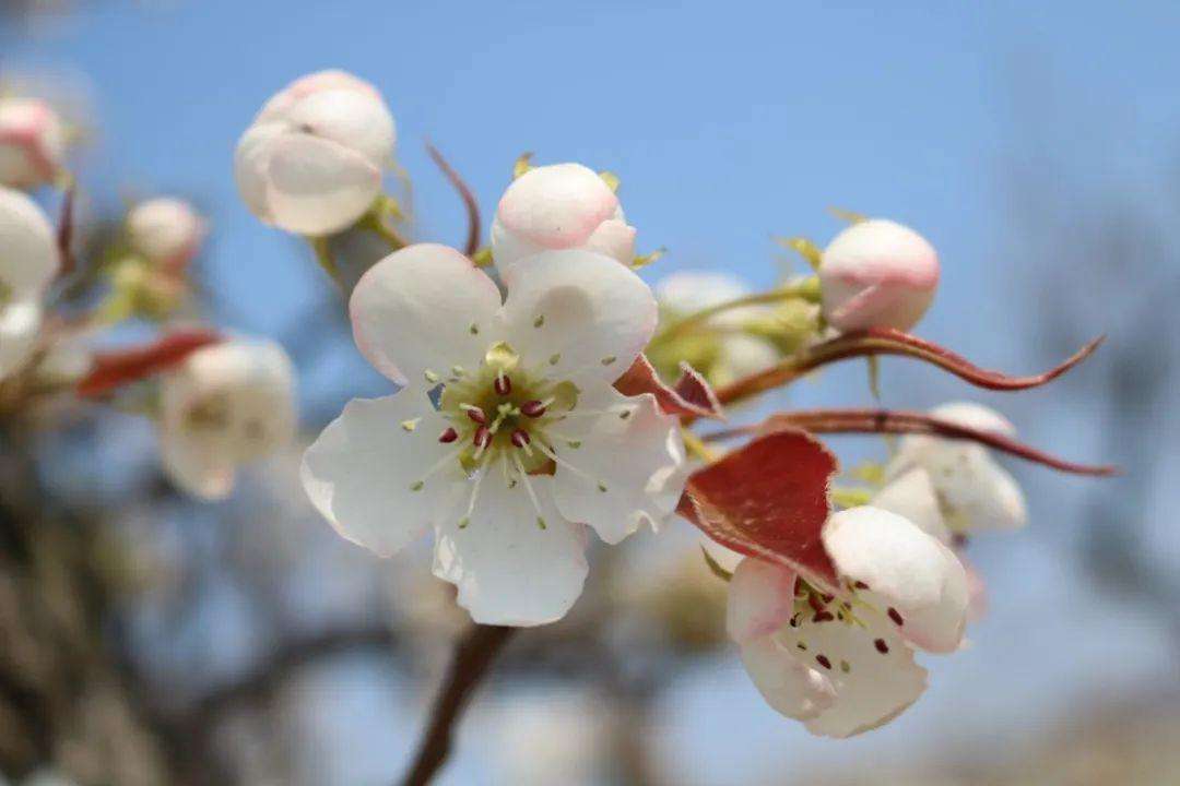 十二梨花是什么生肖 梨花是十二生肖什么动物