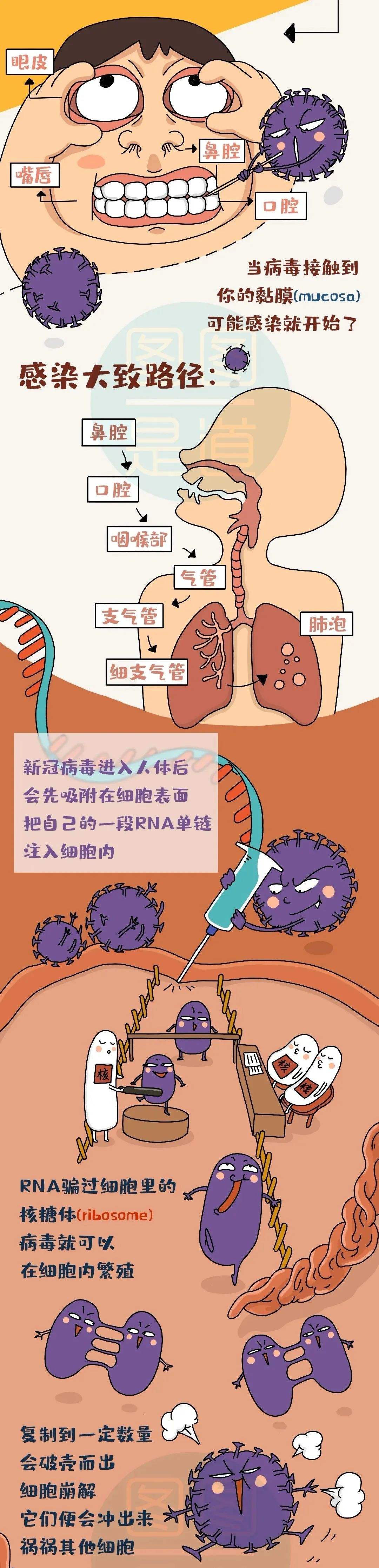 新冠病毒来源基因 新冠病毒 人类基因