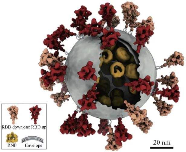 新冠病毒内部结构图图片