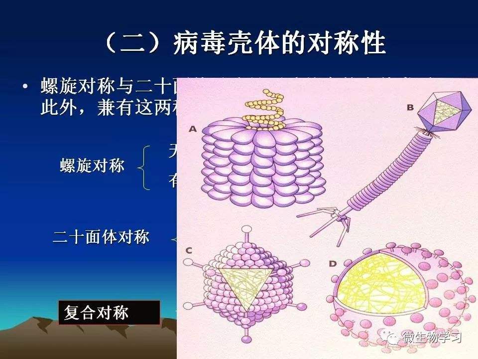 新冠病毒内部结构图图片