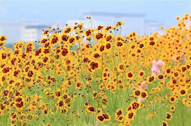 哪个生肖本命带绿花 本命带绿花代表什么生肖