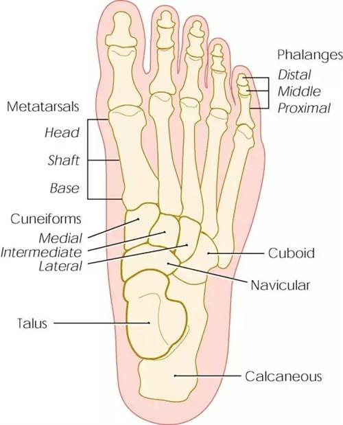 足舟骨突出疼痛怎么办 足舟骨突出疼痛怎么办,看哪个科?