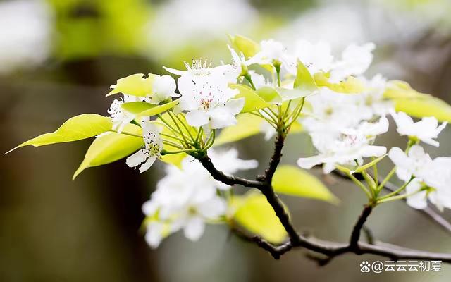 须听鸣凤似龙呤是什么生肖 