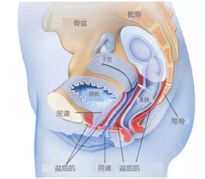 漏尿女性应该如何治疗 走路漏尿女性应该如何治疗