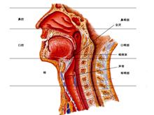 喉部疾病 喉部疾病引起吞咽困难的原因是