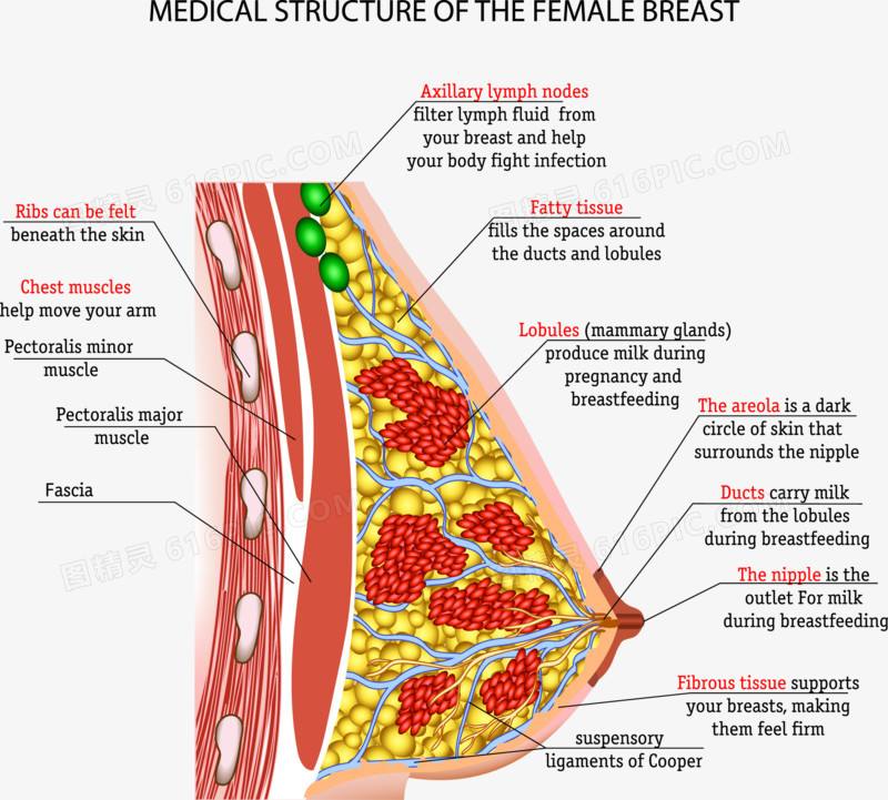 女性乳房疾病 女性乳房疾病看什么科