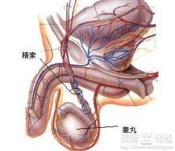 阴囊疾病 阴囊疾病都有什么