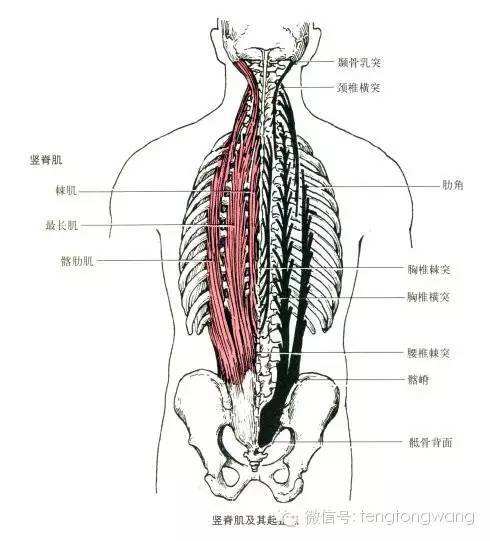 一头肌是在什么部位 一头肌是身体哪个部位