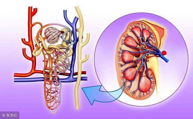 肾小球疾病 肾小球疾病可以治愈吗