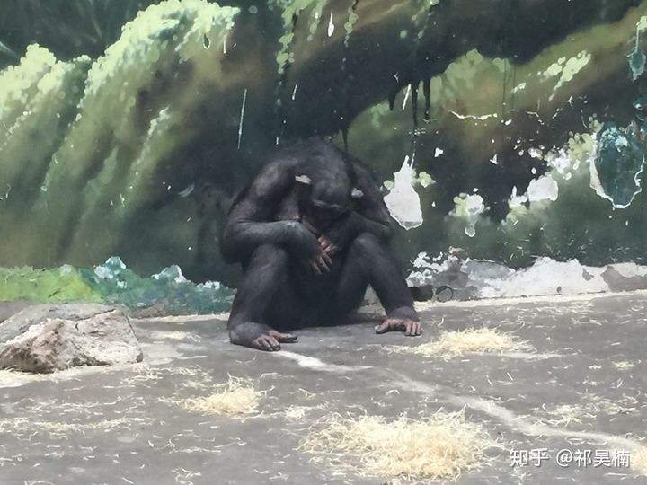 貌似是什么意思 貌似是好像的意思吗