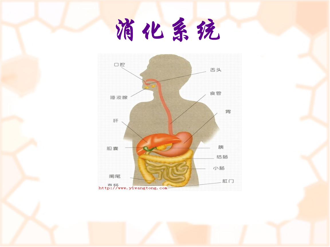 消化系统疾病有哪些 小儿消化系统疾病有哪些