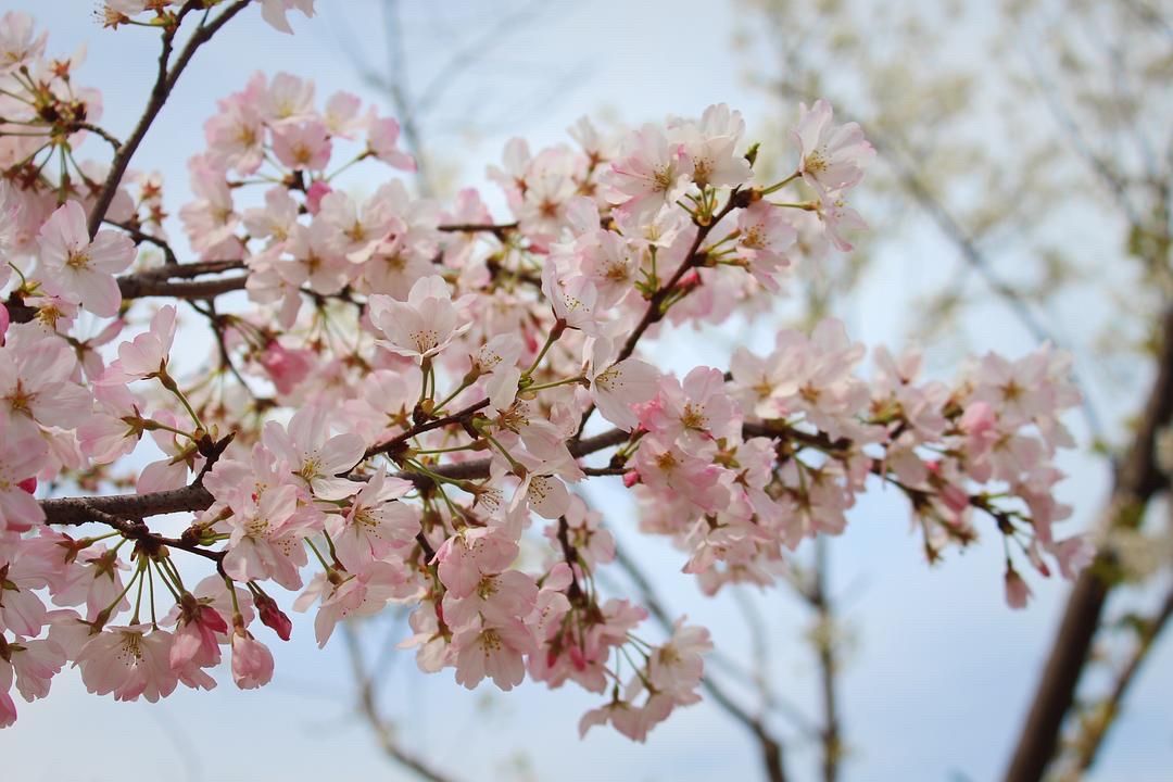 春日宴讲的什么 春日宴讲的什么意思