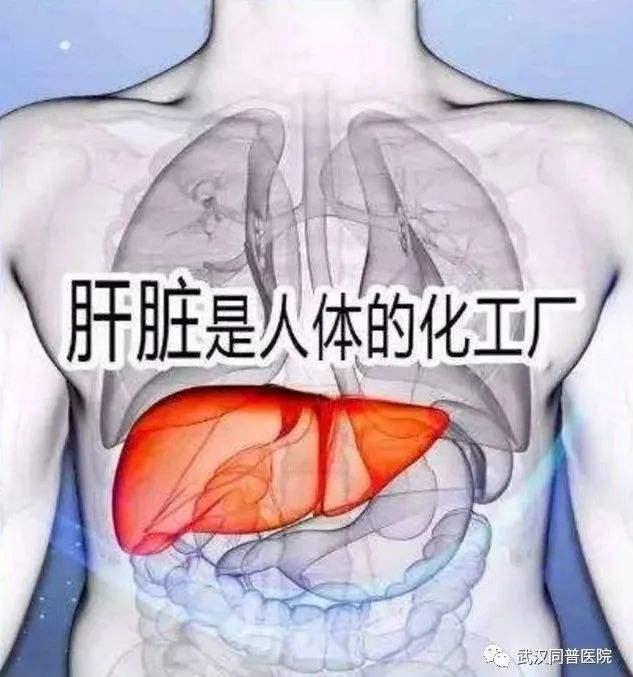 肝脏有哪些疾病 肝脏有哪些疾病及症状