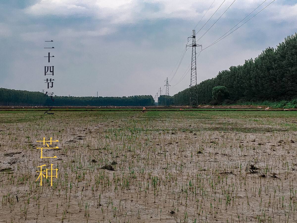 芒种是什么意思 节气芒种是什么意思