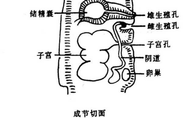 生殖器疾病 看生殖系统去医院挂什么科