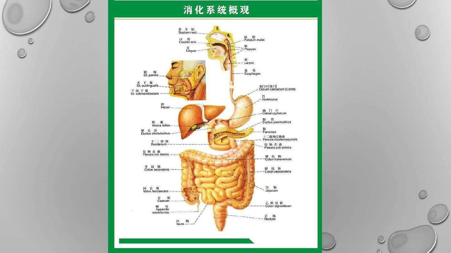 消化道疾病 消化道疾病的首选影像学检查方法