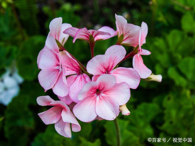 处女座的守护花 处女座的守护花精灵王是什么