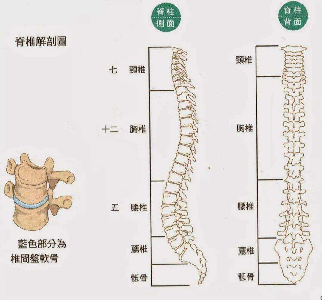 脊柱相关疾病 脊柱相关疾病示意图