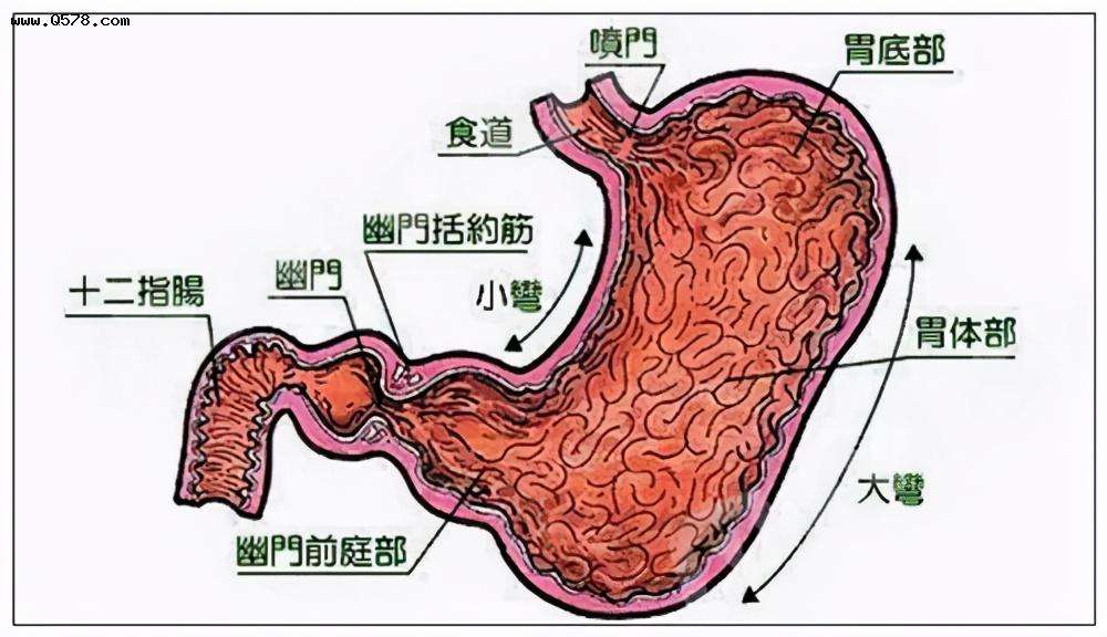 胃有哪些疾病 胃都有什么疾病