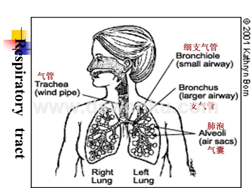 呼吸系统常见的疾病 呼吸系统常见的疾病名称,首优护理