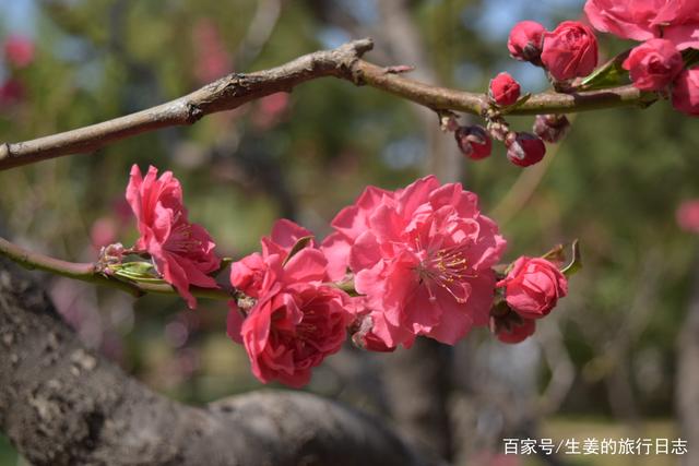 什么的桃花 什么的桃花填空二年级下册