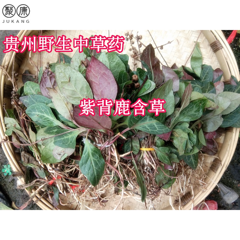 金牛草 金牛草的功效和作用