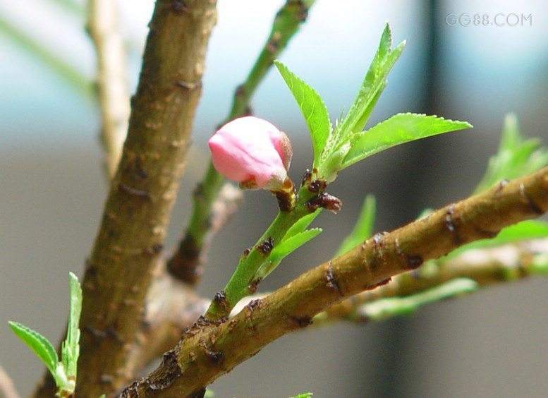 职场桃花全集txt 桃花小说完整版免费阅读