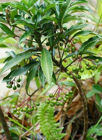 紫金牛属 紫金牛属包括哪些植物