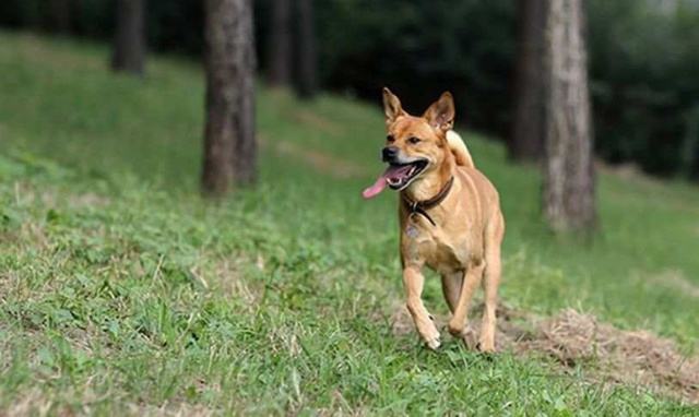 中华田园犬为什么禁养 中华田园犬为什么禁养真的假的