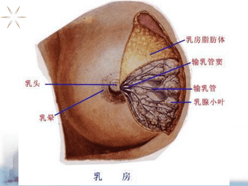 乳房疾病 乳房疾病具有周期性疼痛的是