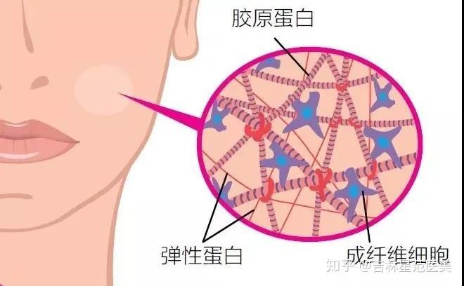 如何补充胶原蛋白 面部松弛如何补充胶原蛋白