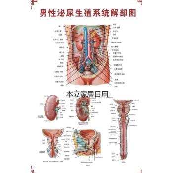 常见男性生殖疾病 常见男性生殖疾病有