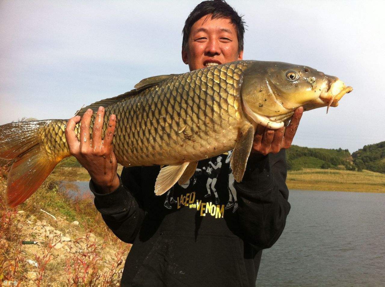 如何钓鲤鱼 夏季高温如何钓鲤鱼