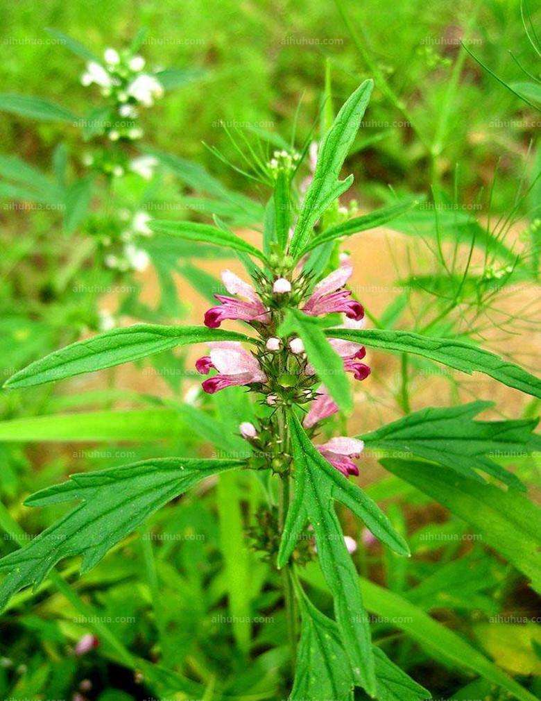 益母草产妇 益母草产妇吃多长时间