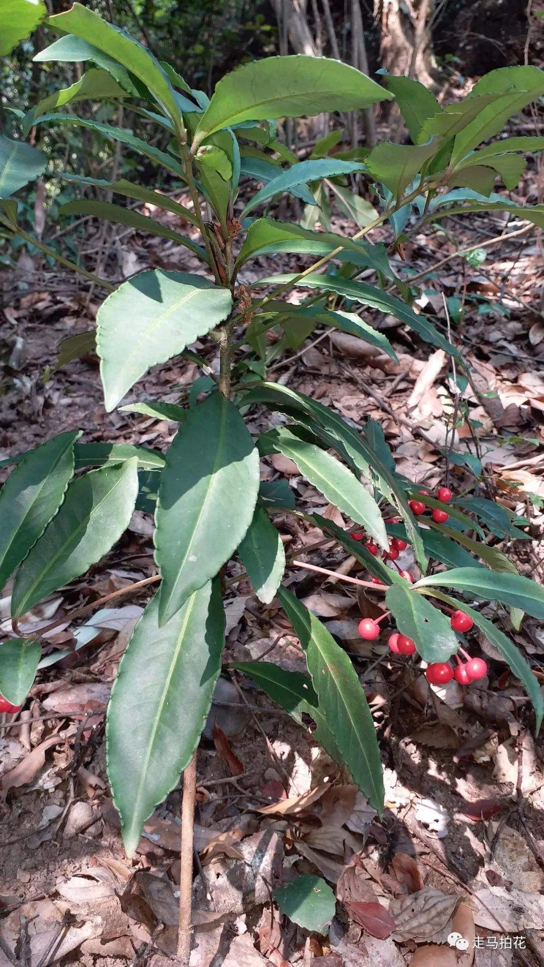 紫金牛属 紫金牛属植物