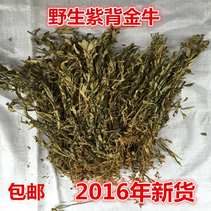 紫背金牛 紫背金牛图片