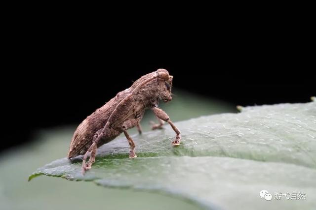 金牛昆虫 金牛昆虫是益虫吗