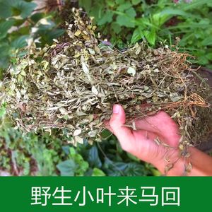 金牛草 金牛草的功效与禁忌