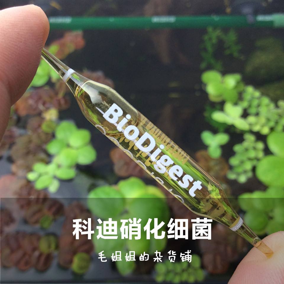 如何培养硝化细菌 怎样自己培养硝化细菌