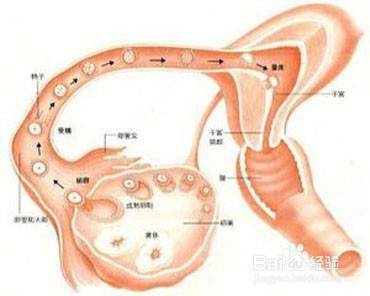 如何受孕 男人如何受孕