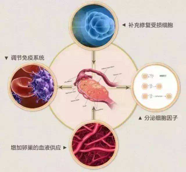 如何保养卵巢 如何保养卵巢预防卵巢早衰