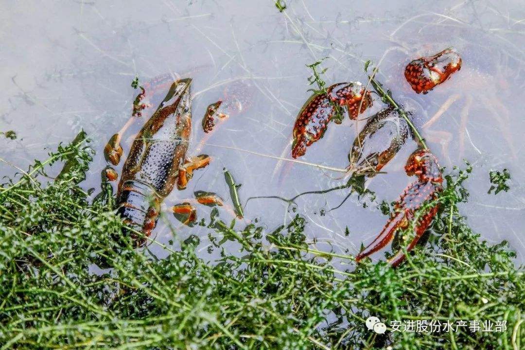 龙虾如何养殖 龙虾如何养殖技术视频