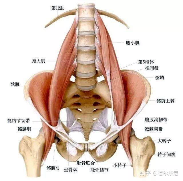 如何锻炼腰部肌肉 如何锻炼腰部肌肉防止腰疼动图