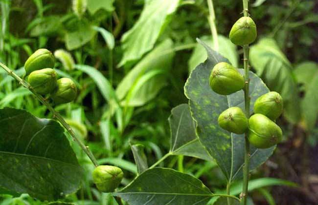 12,巴bā豆為大戟科巴bā豆屬植物wù巴bā豆樹的乾燥成熟果實,其qí